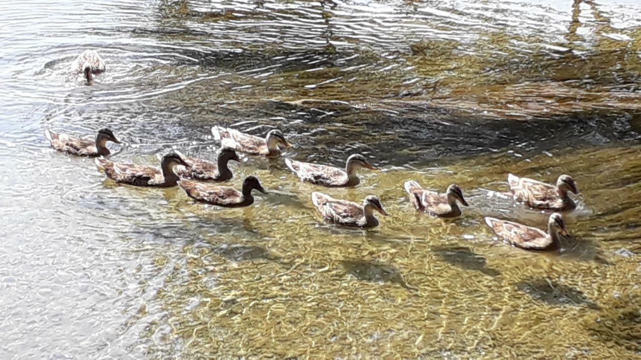 Апартаменти Kamena Kuca Family Rodin Чапліна Екстер'єр фото